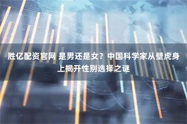 胜亿配资官网 是男还是女？中国科学家从壁虎身上揭开性别选择之谜