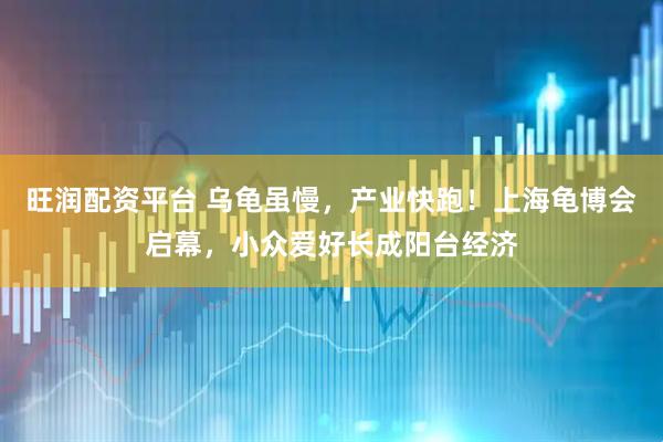 旺润配资平台 乌龟虽慢，产业快跑！上海龟博会启幕，小众爱好长成阳台经济